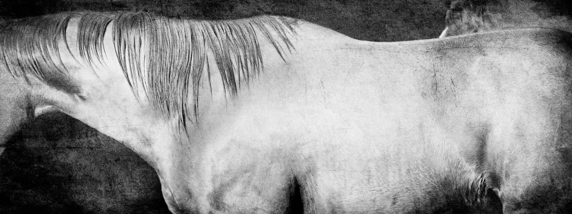 La-Cense-Horses-6511-Edit-_PORTFOLIO.jpg