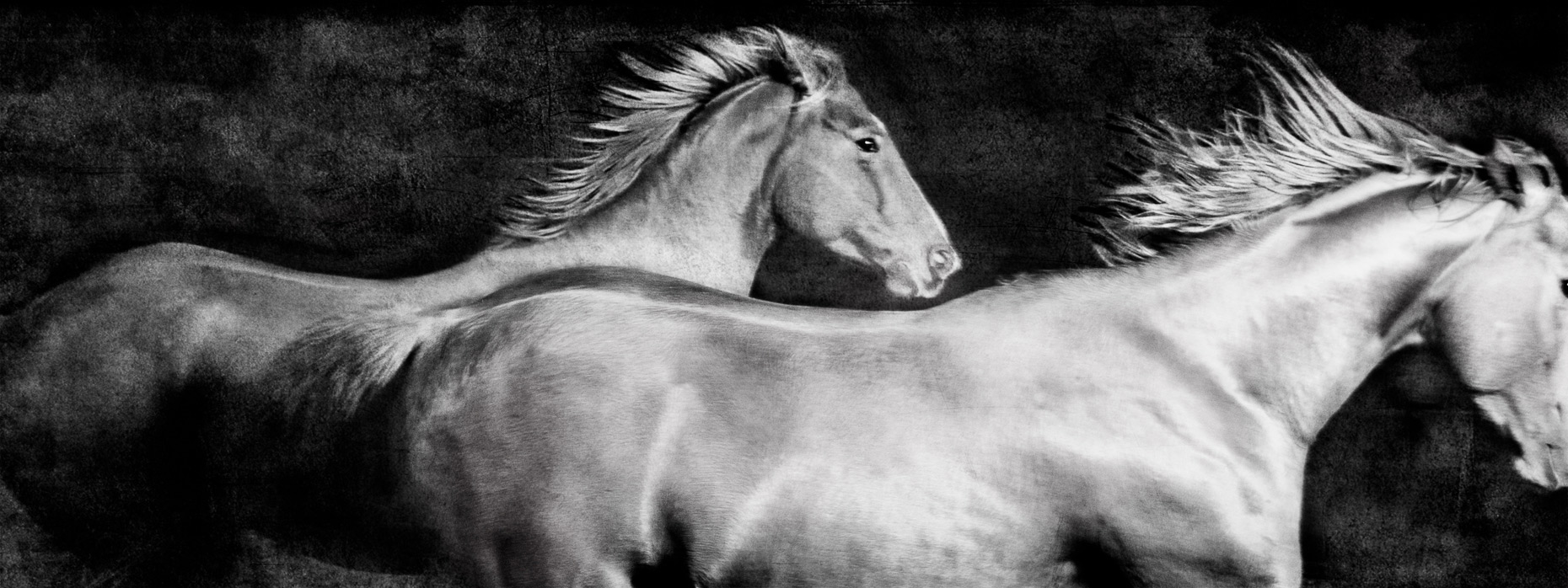 La-Cense-Horses-6530-Edit-2-_PORTFOLIO.jpg