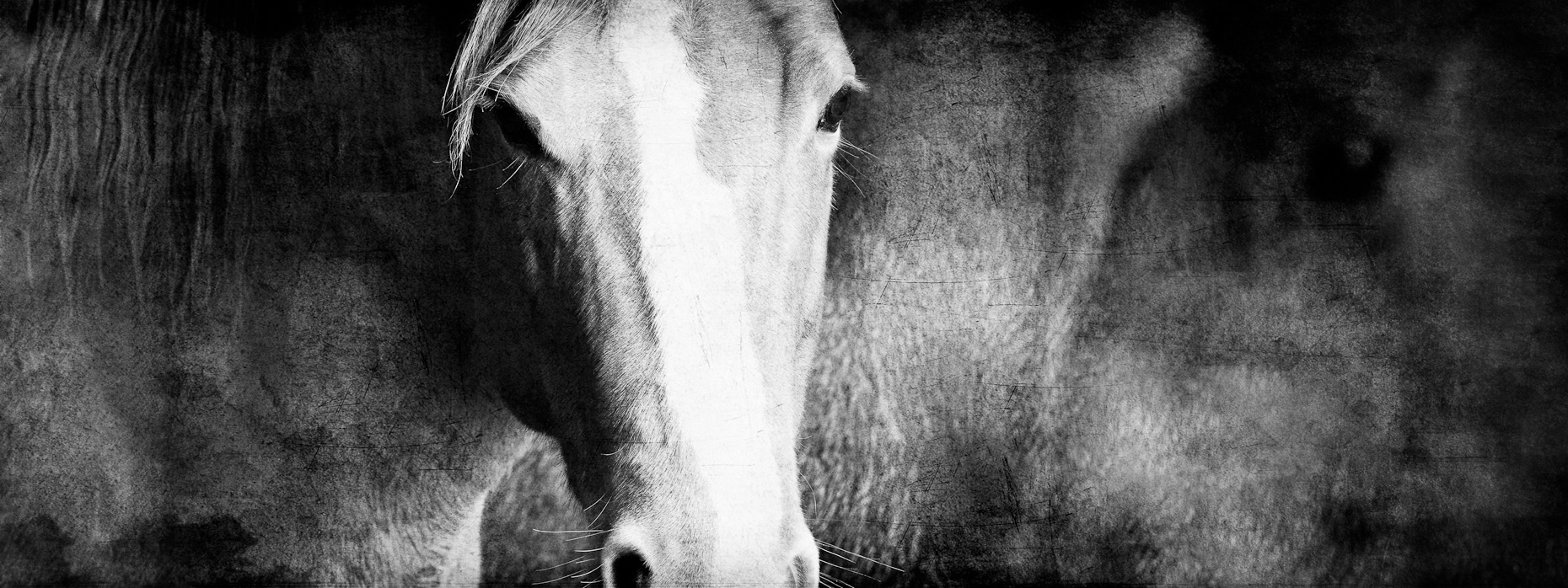 La Cense Horses-6872-Edit.jpg